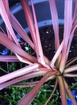 Cordyline malade? :