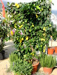 Citronnier du pays ,enpot ,cultivé en espalier!!