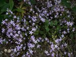 poscharskyana lisduggan variety 23 06 08.jpg