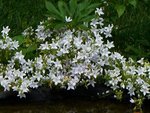 poscharskyana E H Frost 11 06 08.jpg