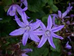 poscharskyana stella 19 06 08.jpg