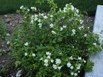 philadelphus manteau d hermine 02 06 12 12.jpg