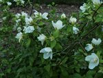philadelphus manteau d hermine 02 06 12 12_02.jpg