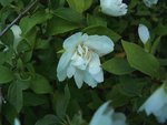philadelphus manteau d hermine 02 06 12 12_03.jpg
