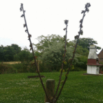 IMG_0446 copie.gif