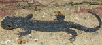 DSC05061-OK4.JPG