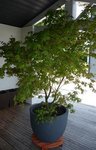acer.jpg