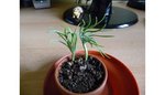 Copie de P1030810.JPG