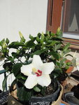 ily aun mois ,on m'a donné cette plante ,piteux état !!!