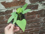 Plante 1