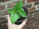 Plante 2