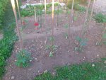 le premier carre de tomates mis en terre le 28/04