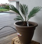 cycas1.jpg