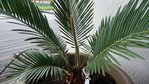 cycas2.jpg