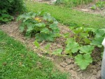 les courges...2 variétés...