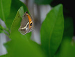 Le premier papillon