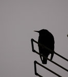 Le premier oiseau