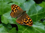 Le second papillon