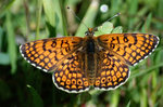 Le troisième papillon