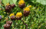 DSC_2758r.jpg