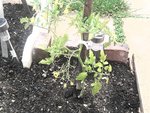 2012-06-03 16.35.28.jpg