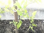 2012-06-03 16.35.02.jpg
