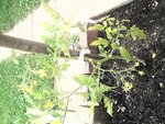 2012-06-03 16.41.28.jpg