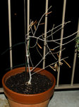 03062012-DSC_3801-Modifier-1.jpg