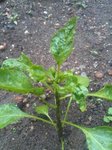 IMG_2012-06-03_181818.jpg