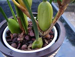 maxillaria 001_opt.jpg