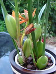 maxillaria 009_opt.jpg