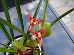 maxillaria 004_opt.jpg