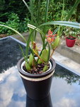 maxillaria 002_opt.jpg