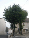 allure générale (L'arbre a déja été taillé).