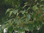 une branche avec fruits