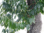 allure d'une branche