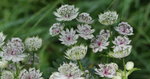 DSC_2570r.jpg