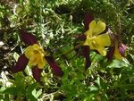 ancolie botanique.jpg