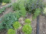 Salades, petits pois, haricots verts, roquette,<br />origan gold et sarriette.