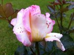 rosier jules vernes