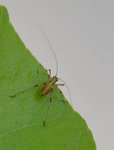 insect.jpg