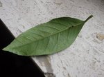 DSCF0848.JPG