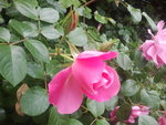 une rose à peine éclose
