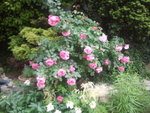 Le buisson retombant d'un muret