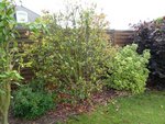 photinia fusain.jpg