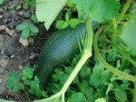 DSC00345.JPG
