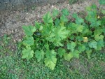 DSC00346.JPG