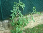 DSC00343.JPG