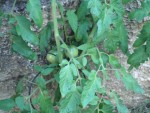 DSC00344.JPG