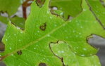 les beaux dégats (sur les feuilles)